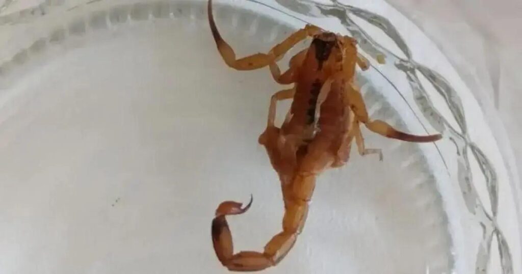 Criança de 2 anos perde a vida após picada de escorpião em Feira de Santana