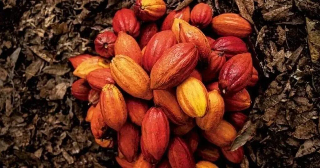 Descubra o Roteiro Imperdível da Costa do Cacau na Bahia