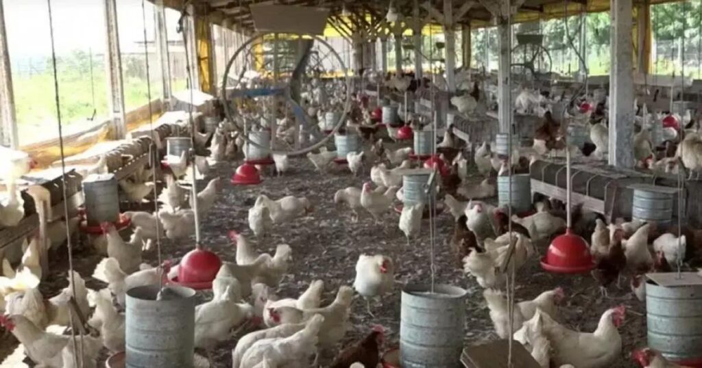 Feira de Santana se destaca na produção de ovos na Bahia em 2024