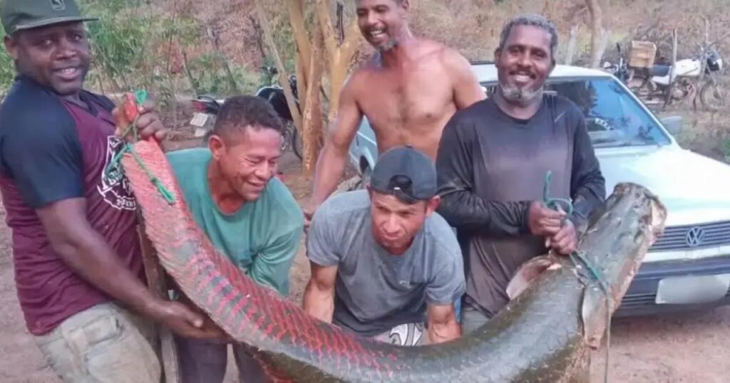 Pirarucu encontrado na Bahia: risco à fauna local e desafios para controle