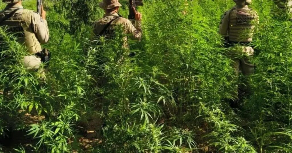 Polícia erradica plantação de 26.500 pés de maconha na Bahia