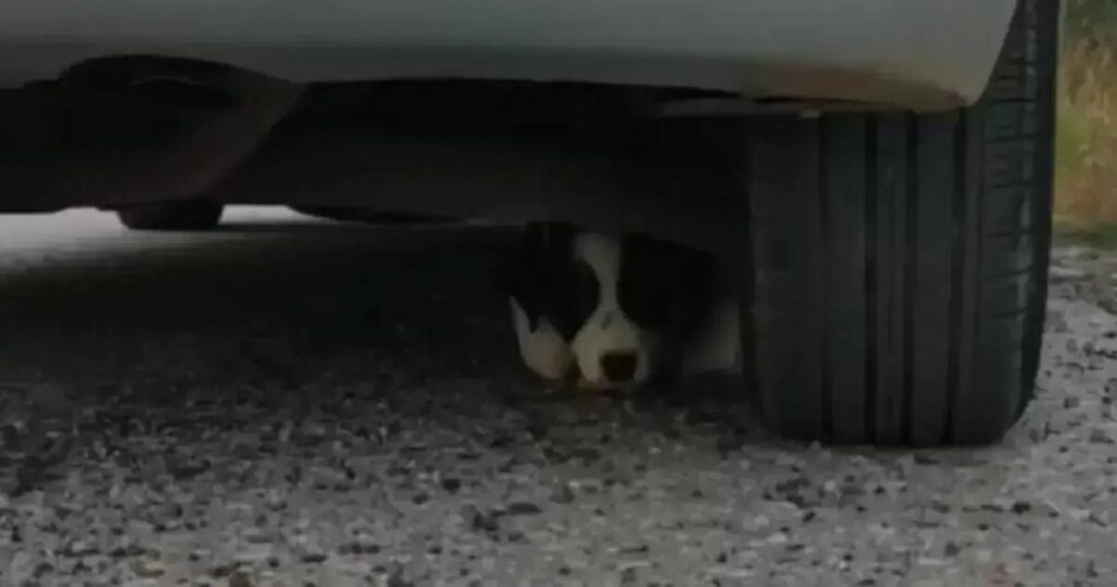 Projeto de lei propõe punição rigorosa para motoristas que abandonam animais