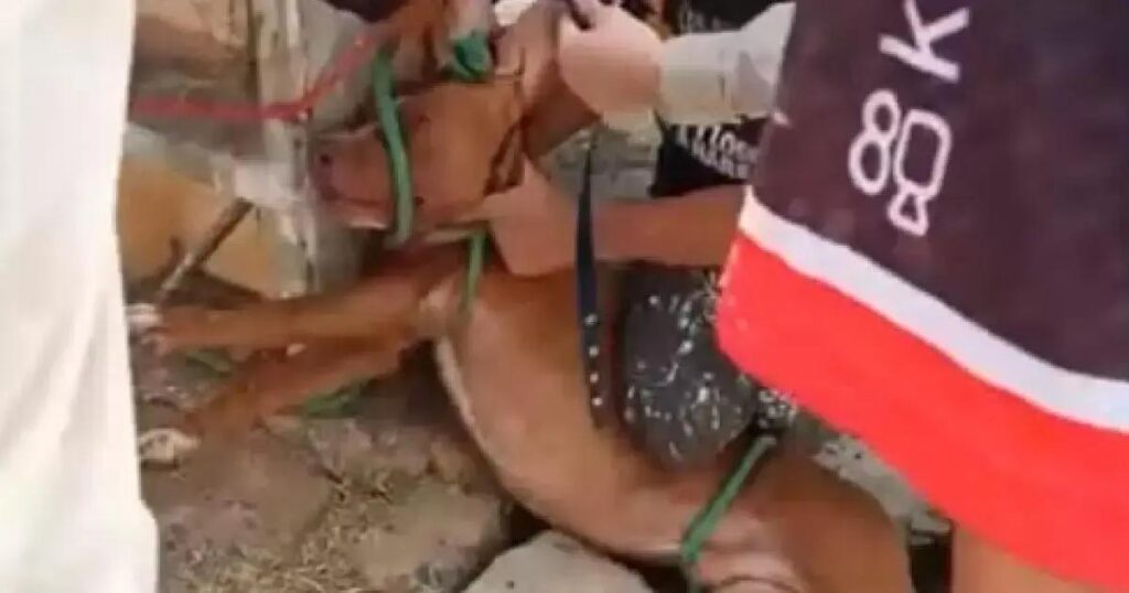 Ataque de pitbulls em Irecê causa mortes e feridos