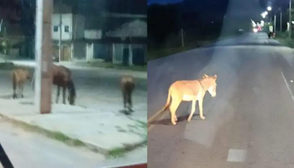 Atenção! Animais soltos em Itambé ameaçam a segurança no trânsito