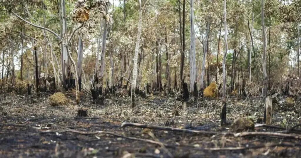 Bahia não fornece dados de transparência ambiental ao Ibama em 2024
