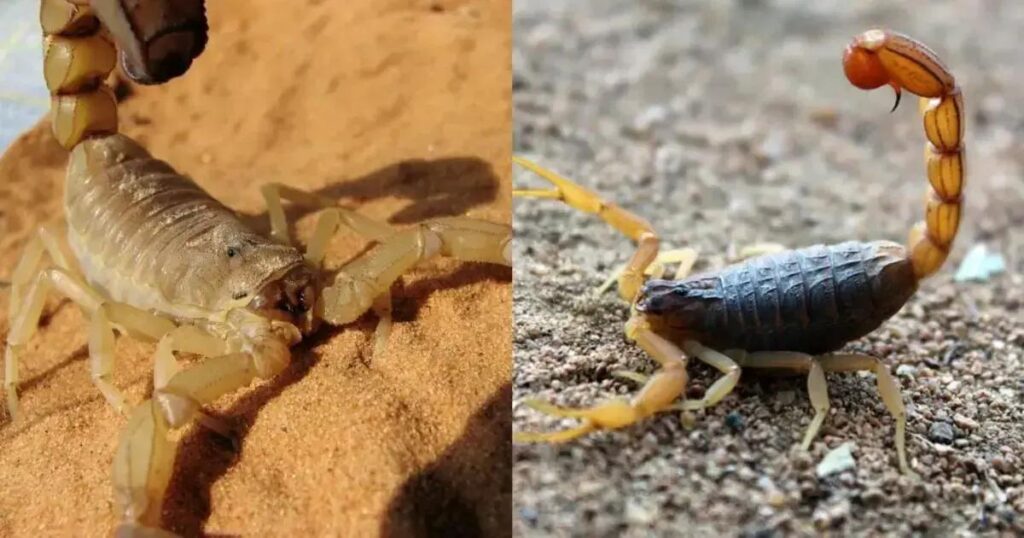 Bahia registra aumento alarmante de picadas de escorpião em 2025