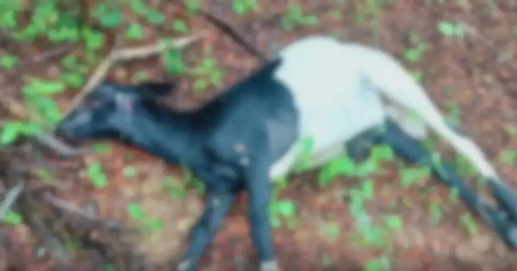 Cães soltos em Quixabeira matam sete ovinos e caprinos em ataque