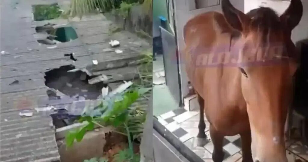 Cavalo invade barbearia em São Tomé de Paripe e causa estrago