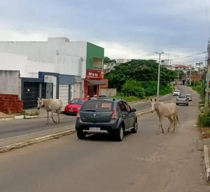 Cavalos soltos em Itapetinga: perigo nas ruas da cidade baiana