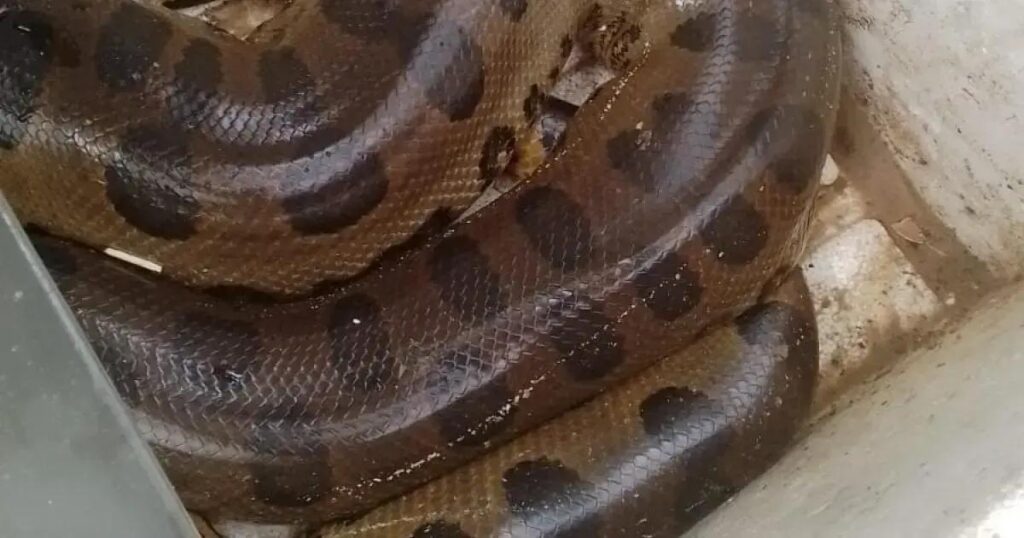 Cobra sucuri é resgatada na praia de Santa Cruz Cabrália por morador