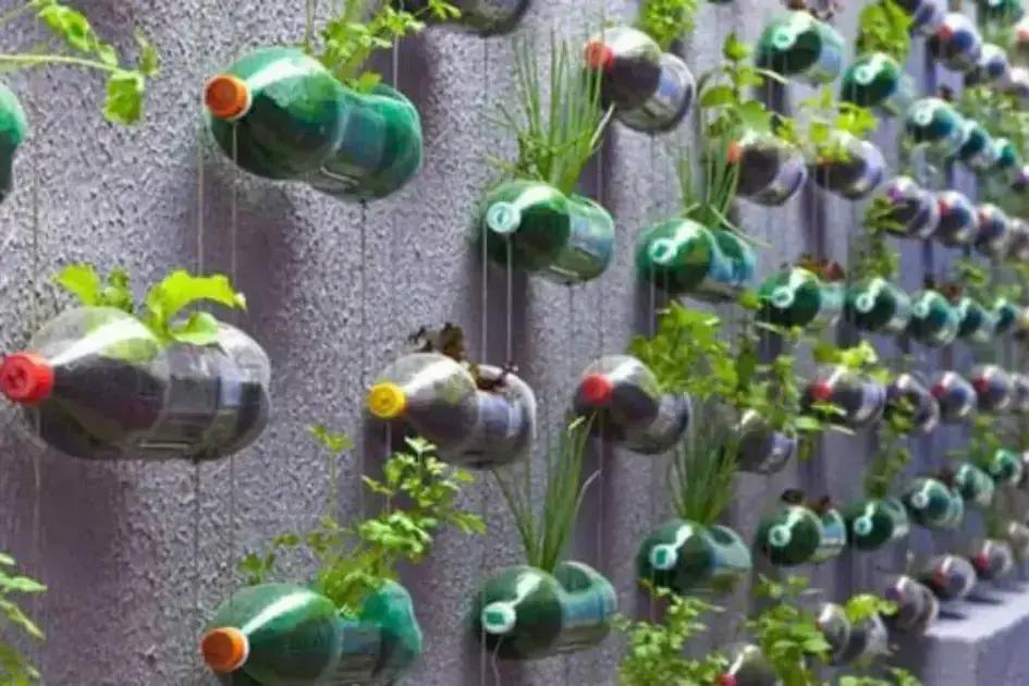 Como cultivar cenouras em casa com garrafas PET de forma sustentável