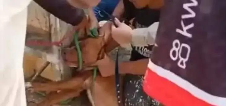 Crescente tensão: ataques de cães pitbull na Bahia preocupam a população