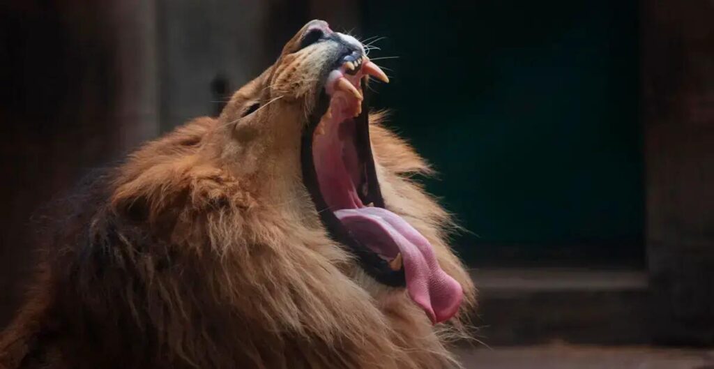 Dicas valiosas para evitar erros na declaração do Imposto de Renda