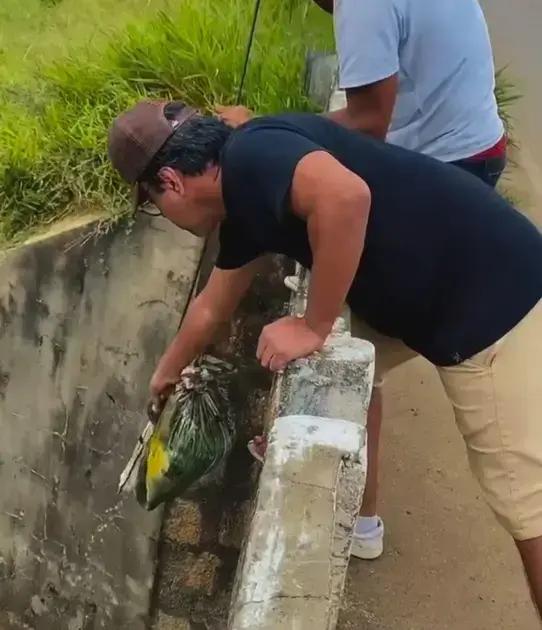 Drama de resgate de animais: a luta do cachorro Guerreiro em Itarantim