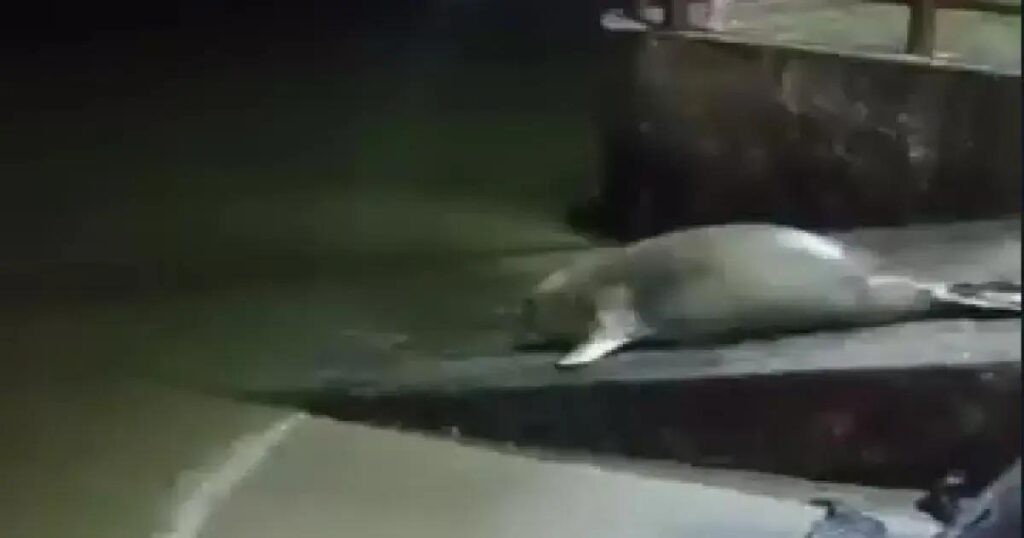 Elefante-marinho é avistado em nova região da Bahia e encanta moradores