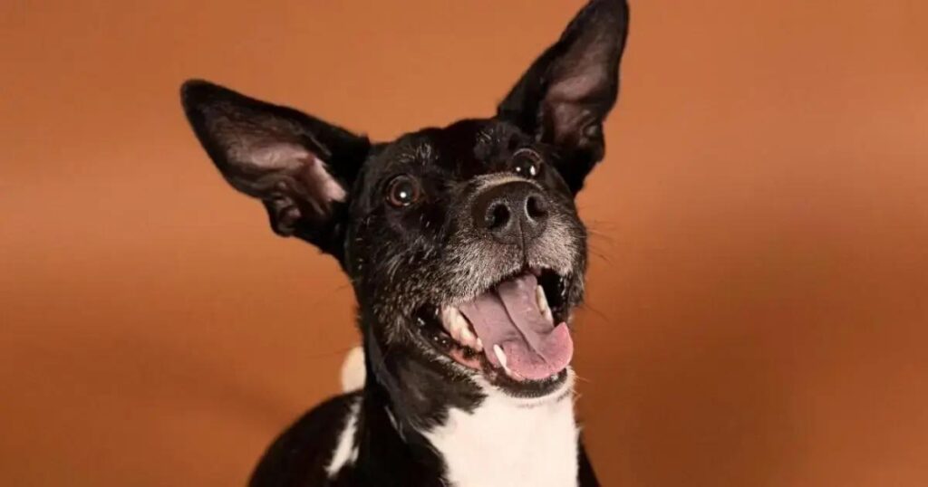 Feira de adoção de pets retorna a Lauro de Freitas neste sábado