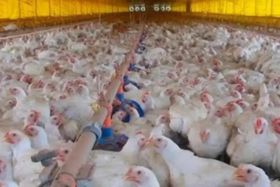 Gripe aviária chega ao Brasil: O que você precisa saber sobre a doença