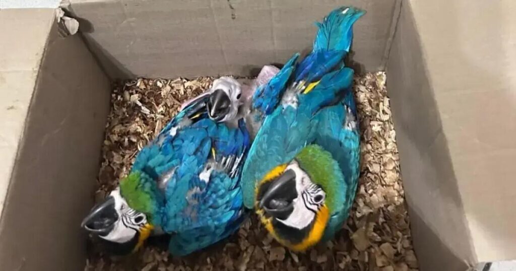 Homem preso por transporte ilegal de animais silvestres em Feira de Santana