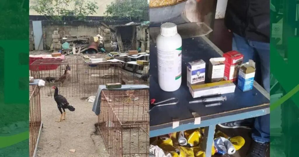 Idoso preso por rinha de galo e posse ilegal de arma no sudoeste baiano