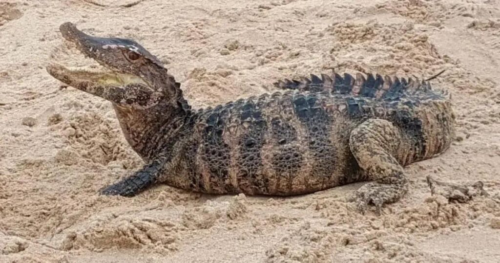 Jacaré é resgatado na Praia de Patamares por policiais em Salvador