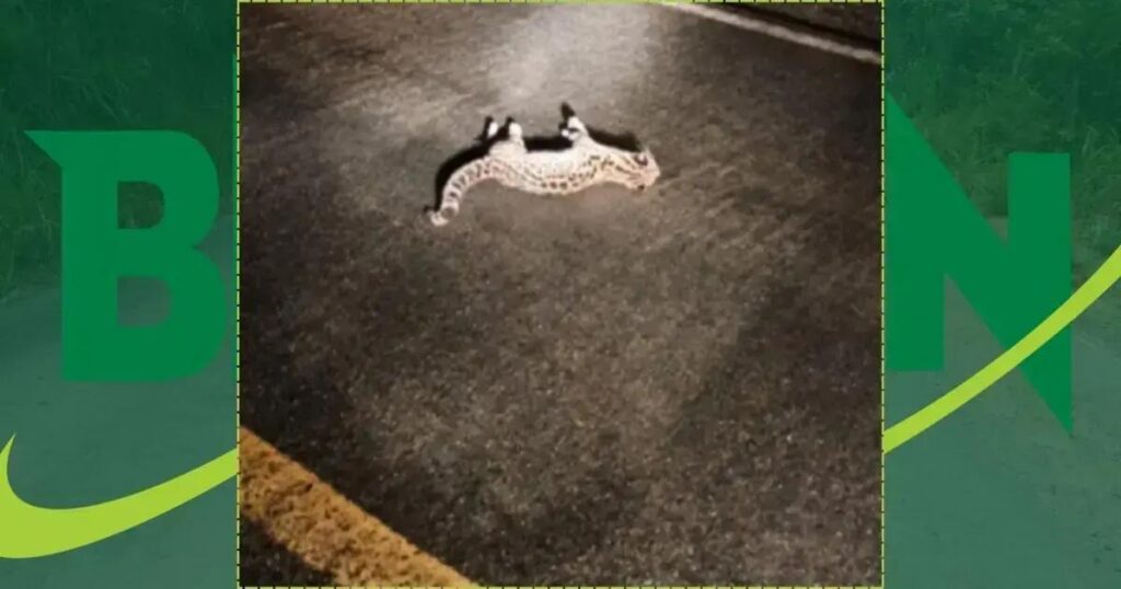 Jaguatirica é atropelada na BR-420 em Jaguaquara, Bahia