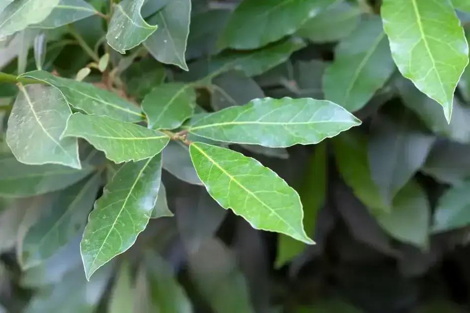 Louro: O repelente natural que espanta baratas de casa