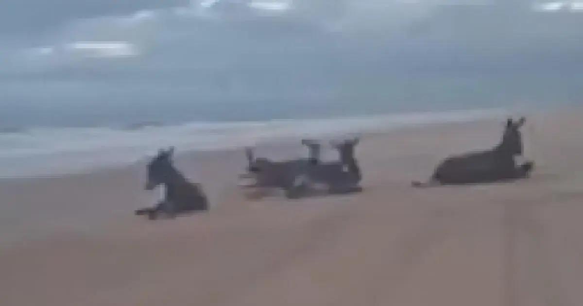 Momento descontraído dos jegues em praia da Bahia encanta internautas