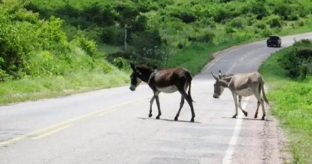 MP-BA recomenda apreensão de animais na Rodovia BA-120