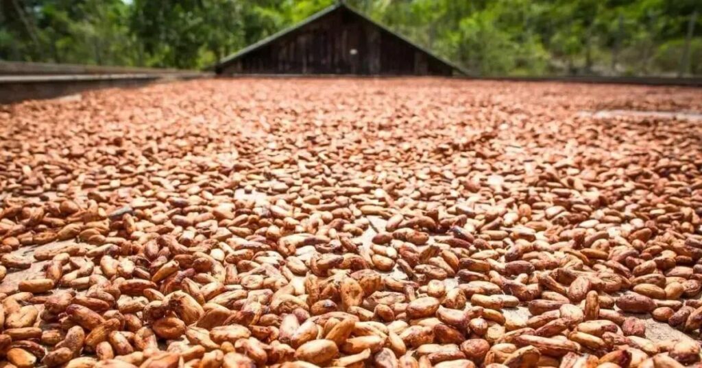 Nestlé acelera práticas de agricultura regenerativa na Bahia