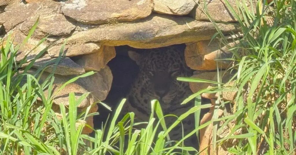 Onça que atacou caseiro em MS viverá em cativeiro após perder medo