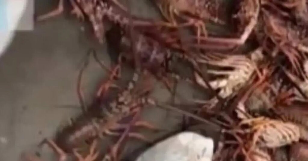 Polícia apreende 450 kg de lagosta ilegal e prende responsável em Ilhéus