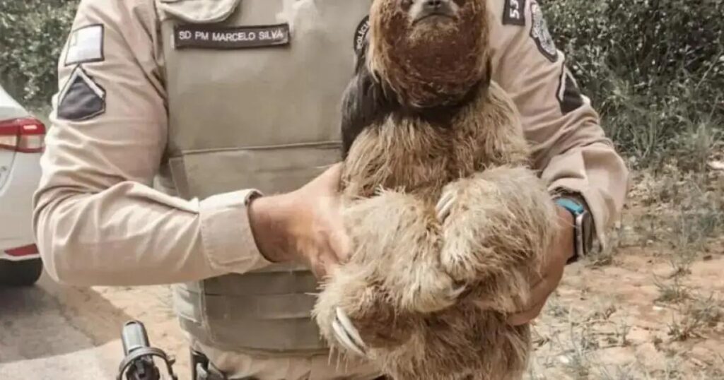 Policiais resgatam bicho-preguiça em Imbassaí com carinho e cuidado
