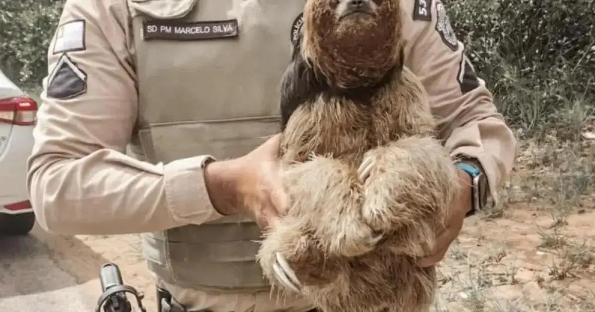 Policiais resgatam bicho-preguiça em Imbassaí com carinho e cuidado