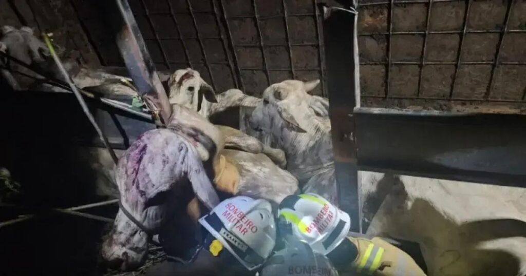 Resgate de bovinos feridos após acidente em Bom Jesus da Lapa