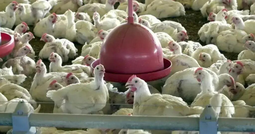 Suspensão das importações de frango do Brasil: o impacto da gripe aviária