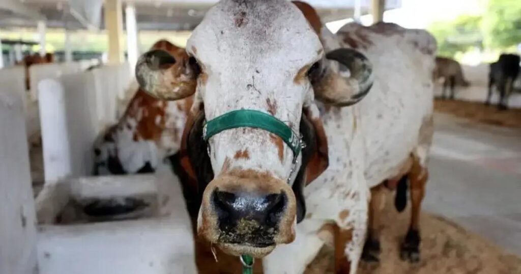 Adab inicia atualização cadastral dos rebanhos na Bahia em julho