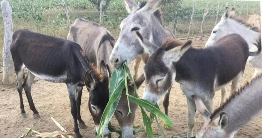 Bahia lidera abate de jumentos e risco de extinção no Brasil