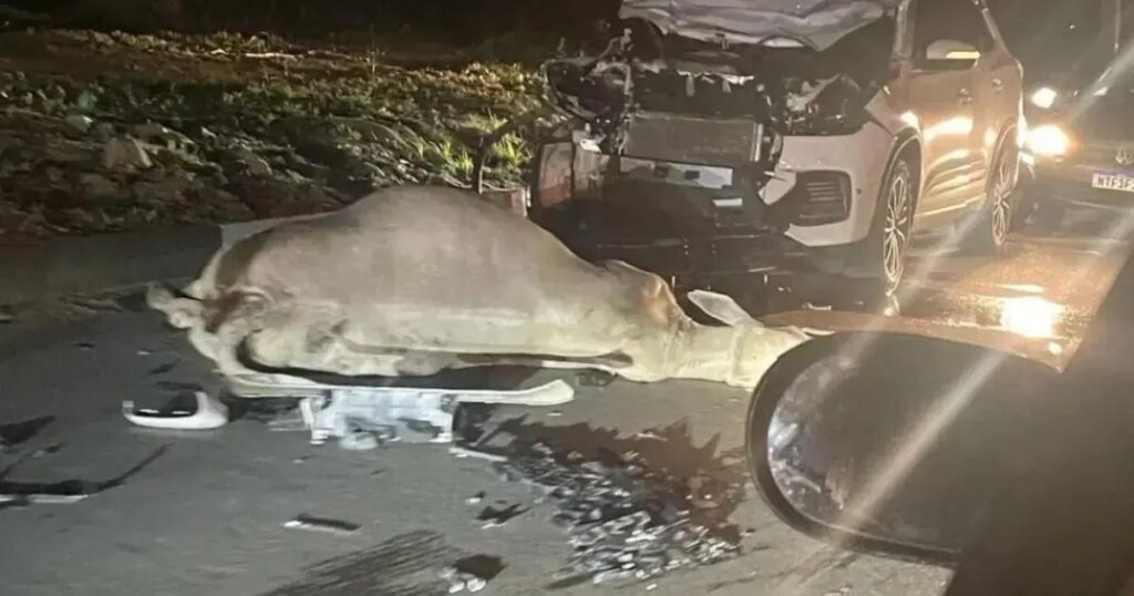 Carro colide com boi em Feira de Santana e gera risco para moradores