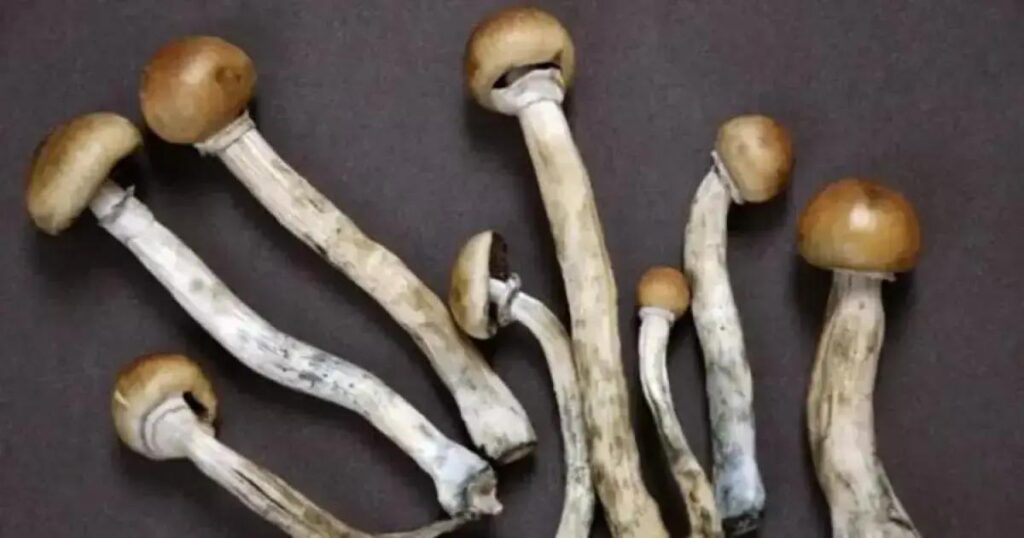 Cogumelos mágicos oferecem esperança no combate ao câncer e depressão