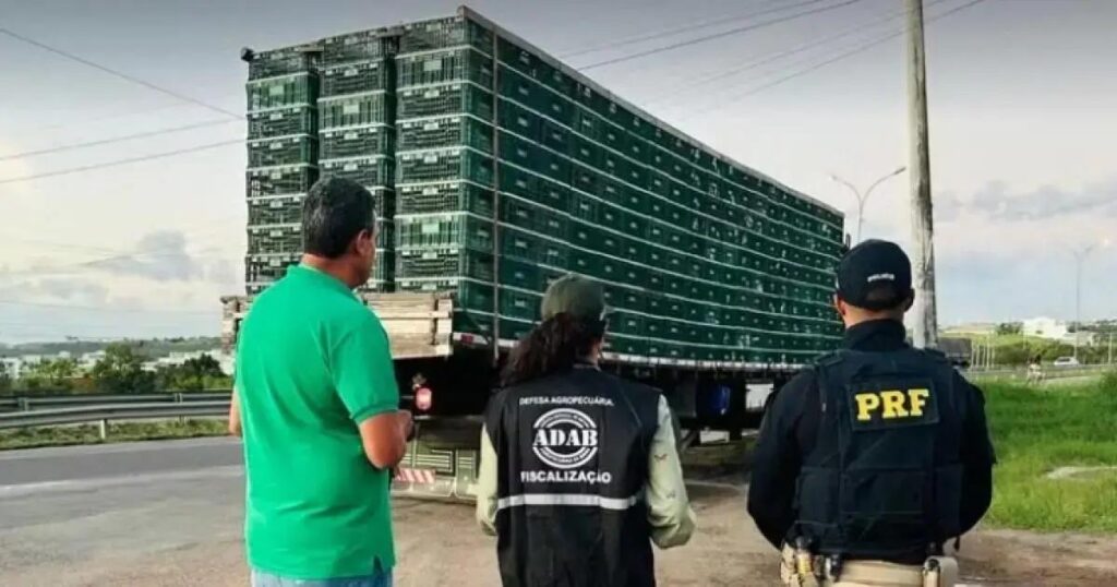 Esforço social: frangos apreendidos em Feira de Santana são doados