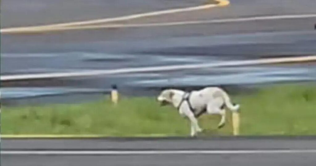 Incidente com cachorro atrasa pouso em aeroporto na Bahia