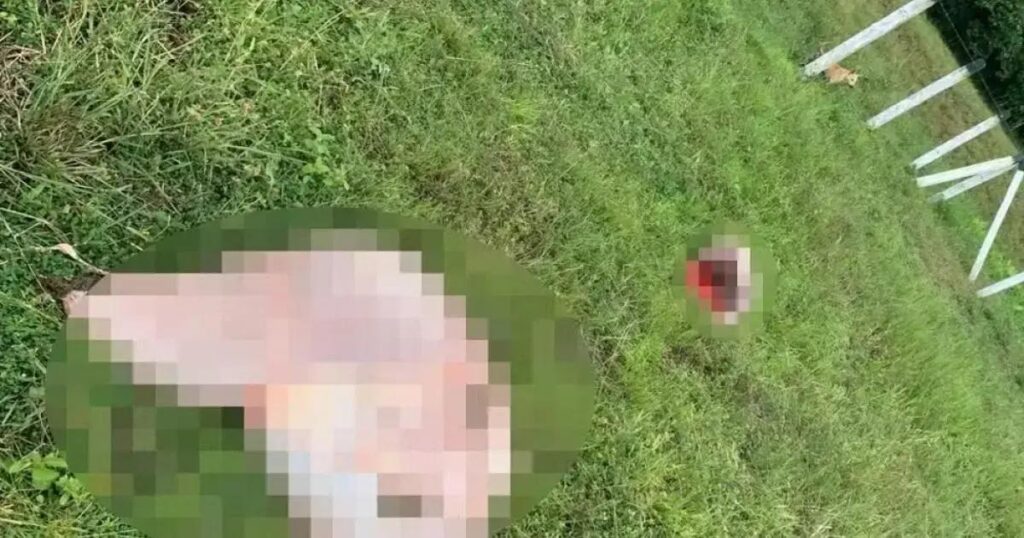 Invasão em fazenda da Bahia resulta em prejuízo de R$ 35 mil