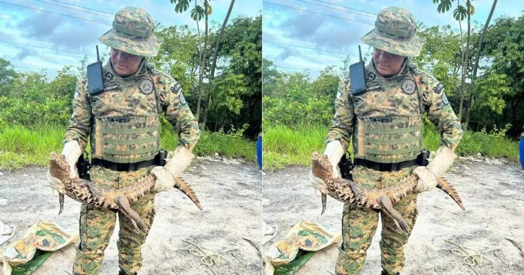 Jacaré-anão resgatado na Grande Salvador: Ações de proteção ambiental