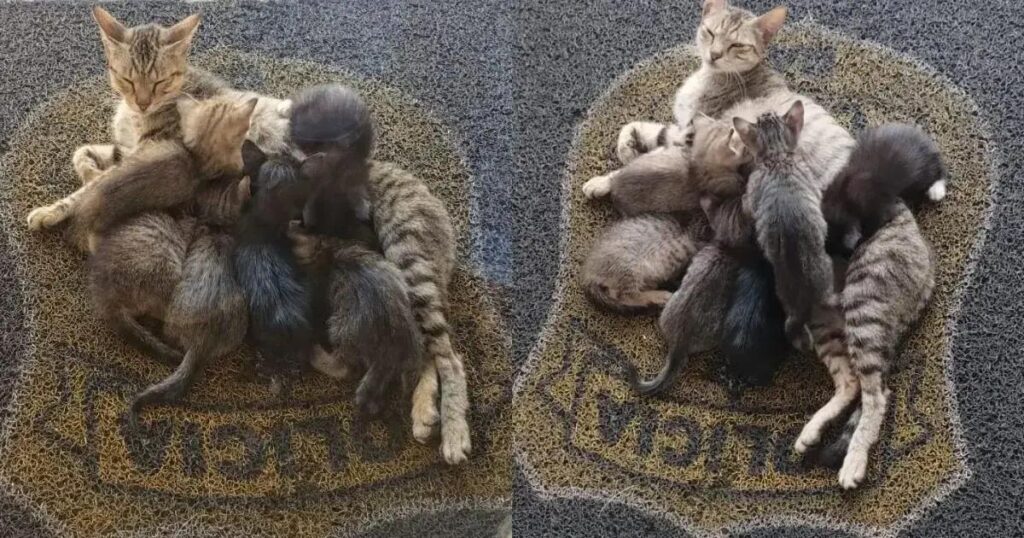 PC-BA chama a comunidade para adotar filhotes de gato em Santo Antônio de Jesus