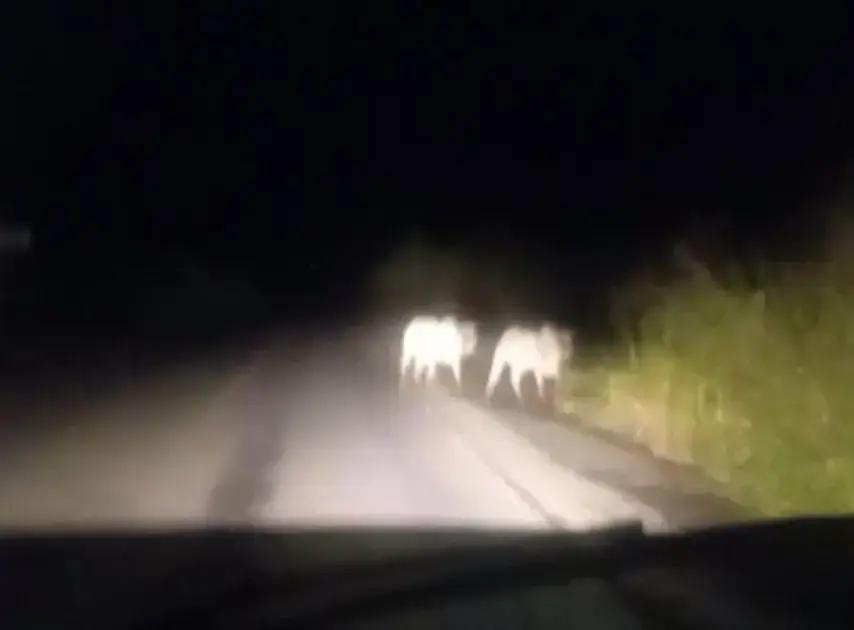 Perigo na rodovia BA-263: gado solto entre Itapetinga e Itambé