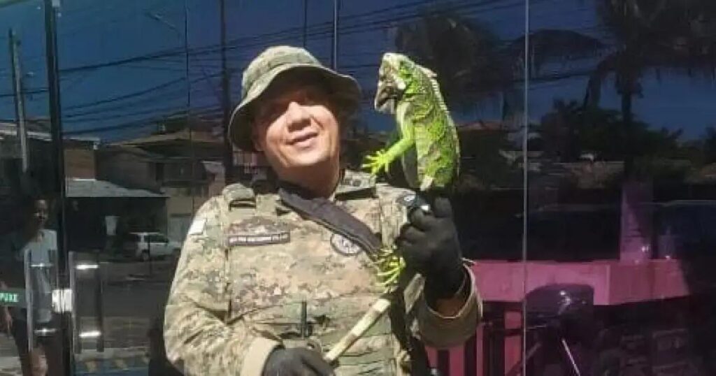 PM resgata iguana em Stella Maris; animal é levado para cuidados especiais