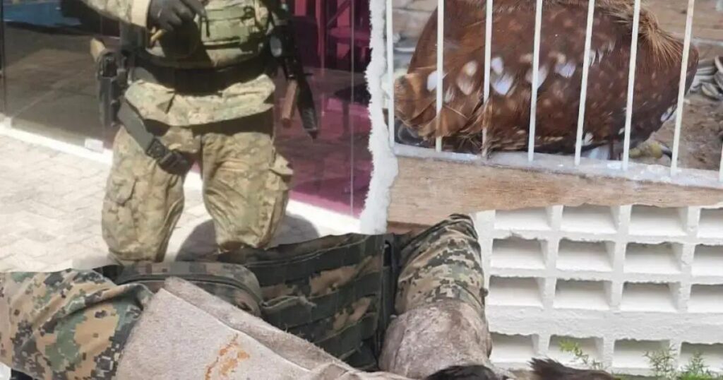 Polícia resgata 25 animais silvestres durante as festividades de São João