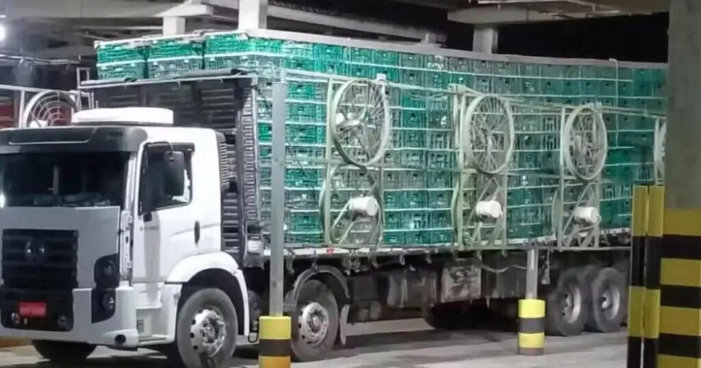 PRF apreende caminhão com 2 mil frangos vivos em Feira de Santana