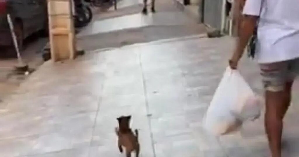 Toquinho, o cachorro que encanta Irecê ao carregar ração para casa