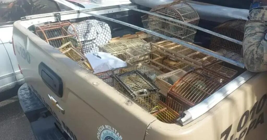 87 aves silvestres resgatadas em Simões Filho em ação da polícia